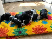 Yorkiepoo Puppies 