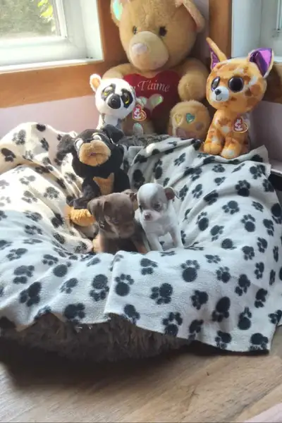Petits chiots chihuahua,nés le 10 mai,prêts à partir dans leur nouvelle famille le 5 juillet.A leur...