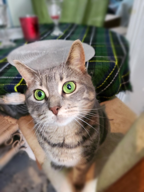 FREE Two beautiful cats for rehoming Cats & Kittens for Rehoming