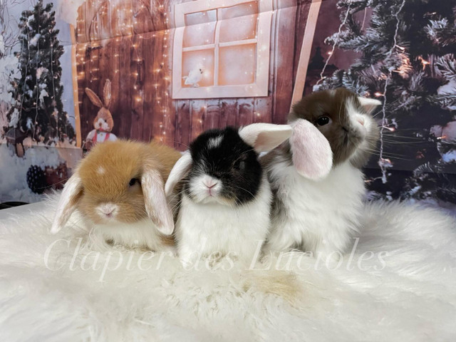 Clapier des Lucioles - Élevage de lapins pure race dans Petits animaux à adopter  à Ville de Québec - Image 3