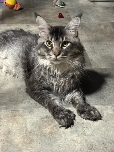 Maine Coon  mâle poly, View more