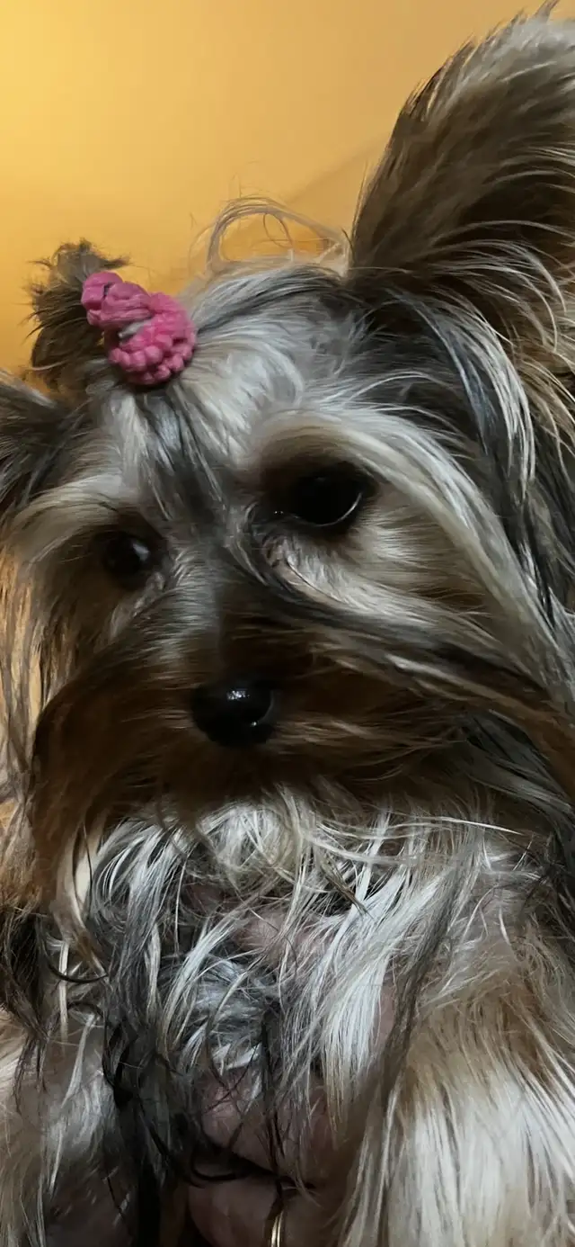 NORTHERN YORKIE PUPPIES  NEW YEAR BABIES in Dogs & Puppies for Rehoming in City of Toronto - Image 3