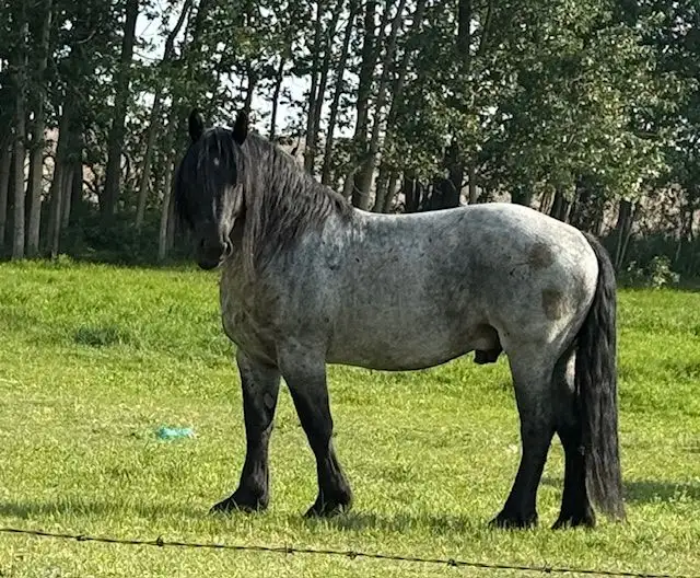 Blue Roan Draft Stallion in Horses & Ponies for Rehoming in Edmonton - Image 3