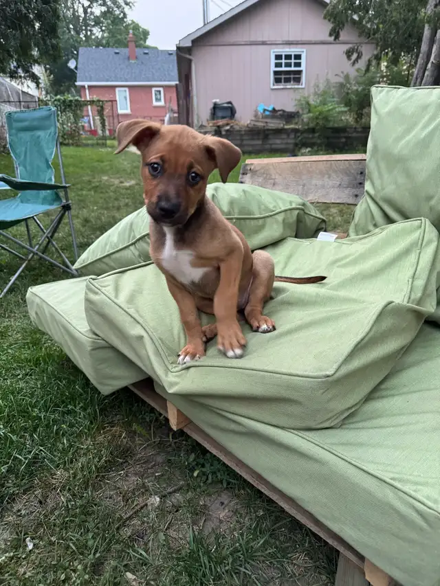 Rottweiler mix puppies in Dogs & Puppies for Rehoming in Oakville / Halton Region - Image 3