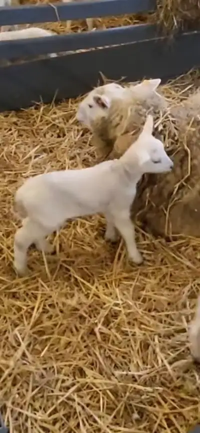 agneaux à vendre , View more