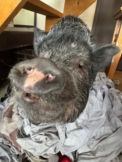 domestic pig, View more