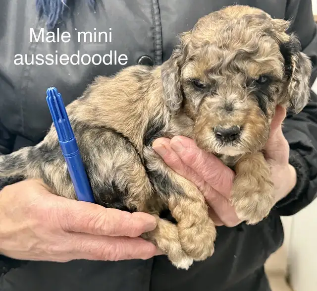 December 1 mini goldendoodle. Jan cockapoos and goldendoodles | Dogs ...
