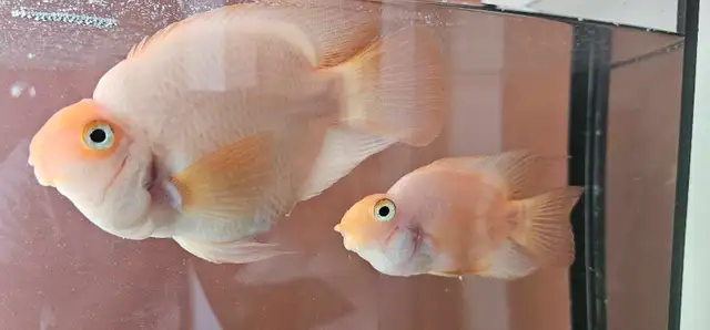 Beautiful fish in Fish for Rehoming in Kitchener / Waterloo - Image 4