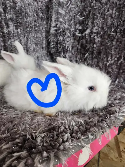 Bébés lapins angoras anglais * English angora baby bunny rabbits, View more