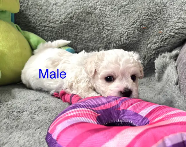 Maltese puppies in Dogs & Puppies for Rehoming in Winnipeg - Image 5