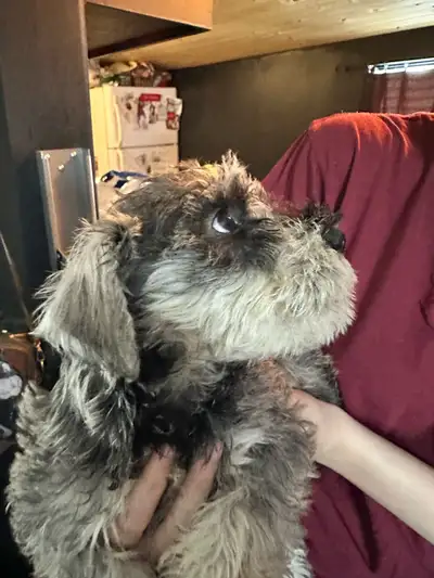 Purebred hypoallergenic mini schnauzers, come with all first shots and deworming as well as a full v...