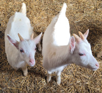 Saanen Bottle goats 