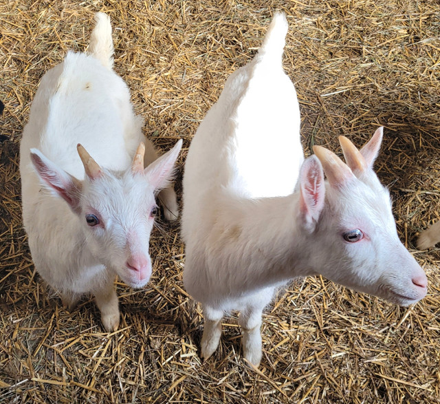 Saanen Bottle goats  in Livestock in Peterborough