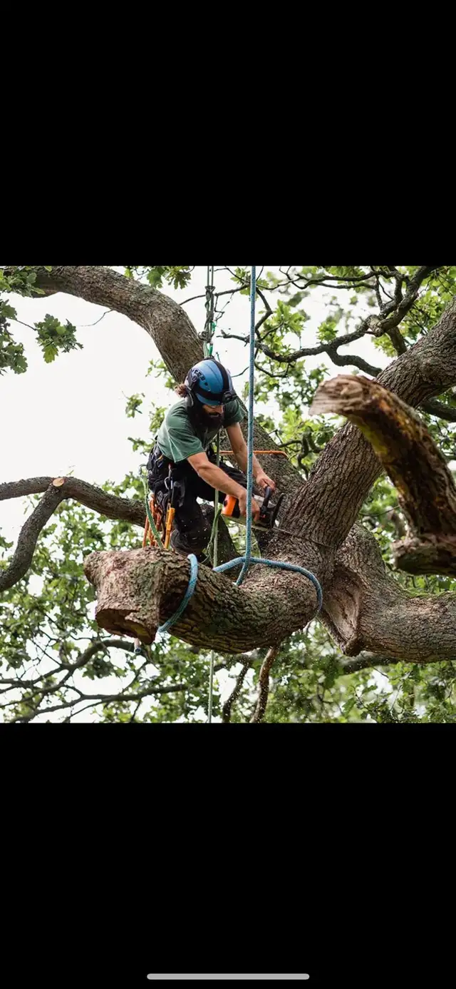 Fall Tree Removal64247146495234125