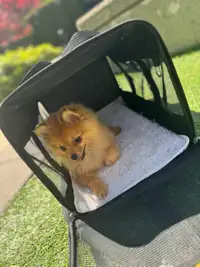 Pomeranian pure /   black or golden ✅ only two left