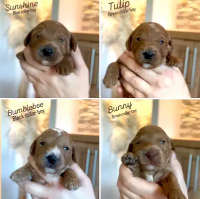 Mini Goldendoodles, Mini Bernedoodles, Golden Mountain Doodles, View more