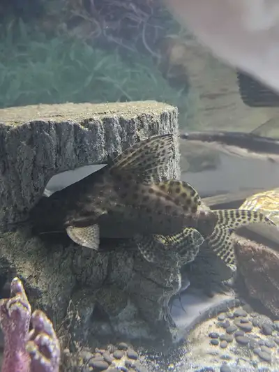 Young 4"-5" Synadontis Catfish, View more