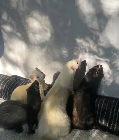 5 ferrets for adoption , View more