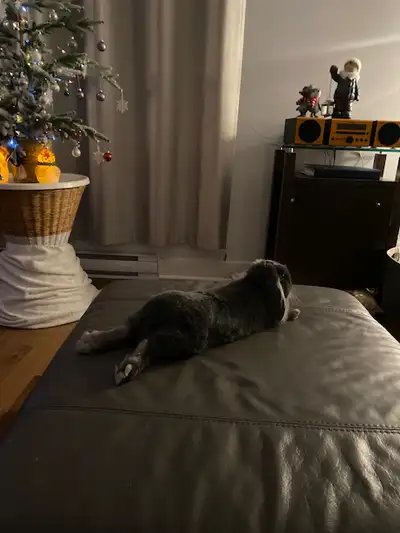 Lapine calme, douce, curieuse, propre, enjouée, en santé et dotée d’un esprit vif. Elle aime entrer...