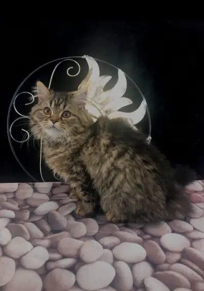 XXL Female Maine Coon Kitten - She is Huge, View more