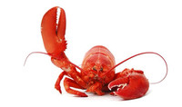 Looking for Nova Scotia Lobster Buyers License