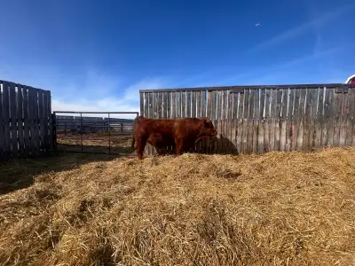 3 year old Gelbvieh Bull , View more