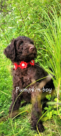 Standard Poodle puppies for rehoming PEL #1217