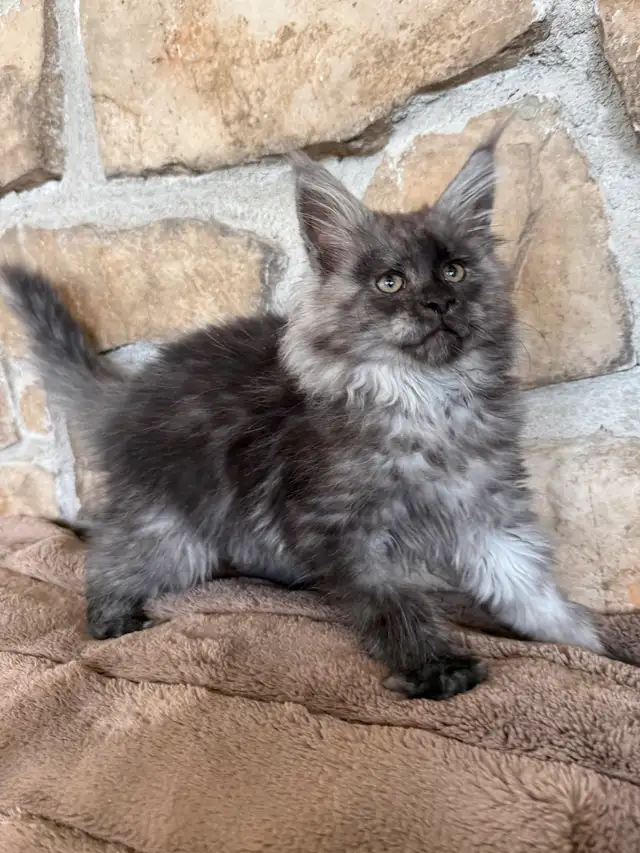 Chaton Maine Coon enregistré Tica extrêmement affectueux in Cats & Kittens for Rehoming in Québec City - Image 5