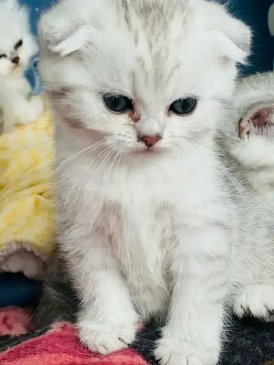 This beautiful boy was originally adopted when he was 4 weeks old, but unfortunately, his new parent...