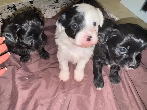 Hi, we have 3 chi-poo (chihuhua and mini poodle) pups ready for rehoming in the next few weeks . The...