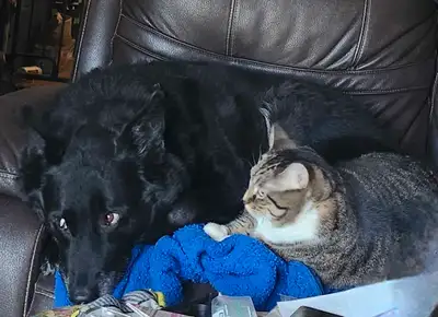 Need a home for our family