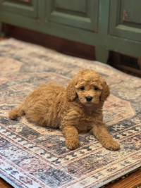 Sawyer Goldendoodles - Minis are here!! 