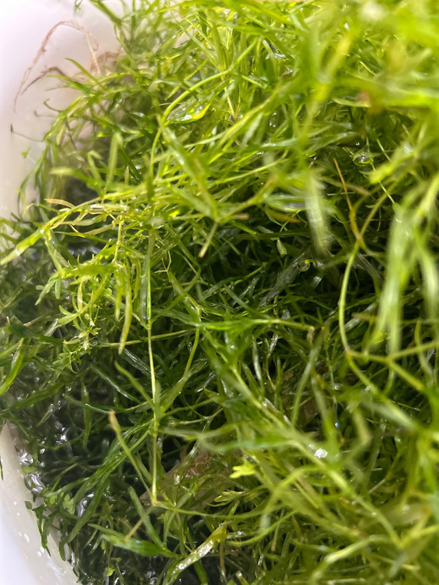 Guppy grass  in Fish for Rehoming in La Ronge - Image 2