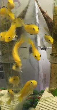 Yellow Lab Cichlids Fry