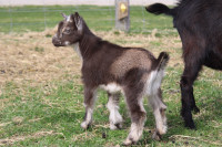 Wethered Nigerian dwarf goat