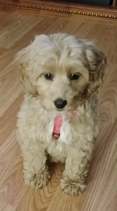 I am selling 14 week beautiful female Cockapoo puppy named Sadie. My mom who is 80 thought she wante...