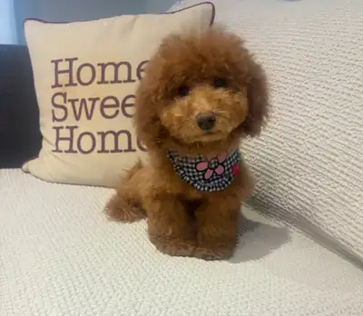 TeddyBear Mini/Toy /Tiny poodle puppies, View more