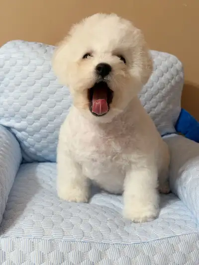 CKC Champion Bichon, View more