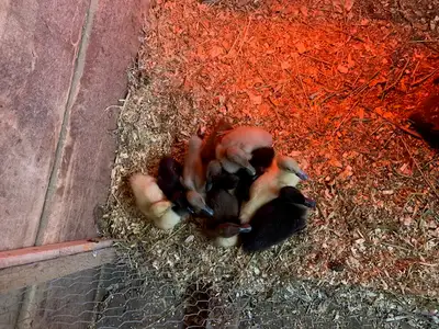 Spring is here, and my first batch of ducklings has arrived. Barn Yard Mix. Ducklings are not sexed.
