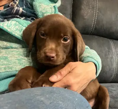 Chiot labrador chocolat disponible maintenant , View more