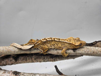 Juvie Crested Geckos - Higher end stock 