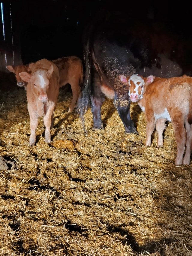 Cow calf pairs Livestock Medicine Hat Kijiji