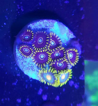 Blue hornet zoa - saltwater coral frag 