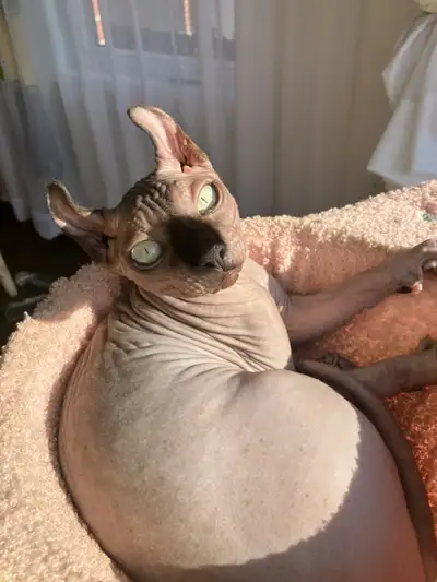 Sphynx Cat - chat - Male, View more