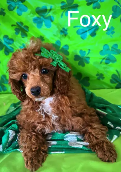 Double a standard poodle Had a litter of pure bred toy/mini poodles Only two Left 1 boy SOLD 1 Black...