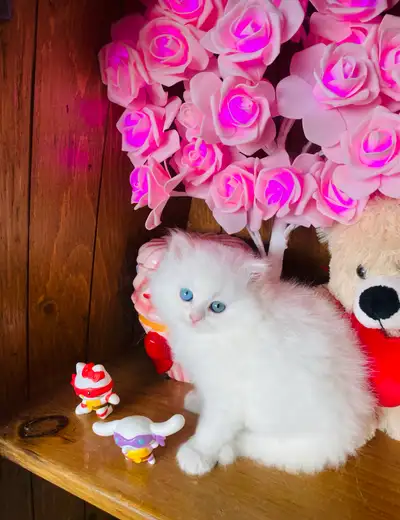 Hypoallergenic Purebred Siberian Kittens, View more