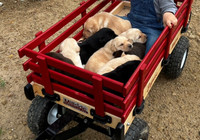 CKC Labrador Retriever Pups