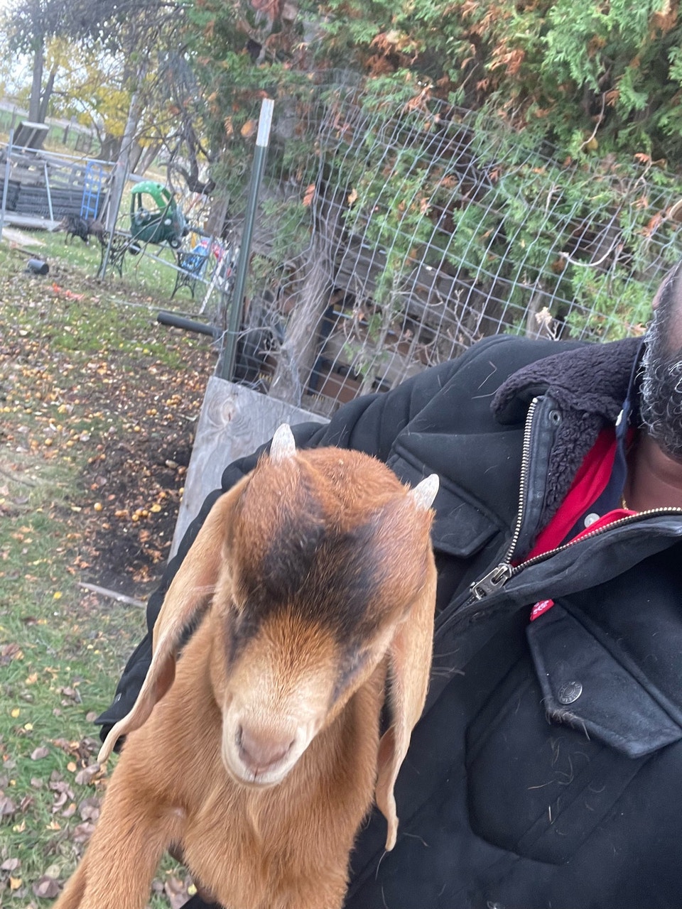 pure bore buckling 3 months old | Livestock | Winnipeg | Free local ...