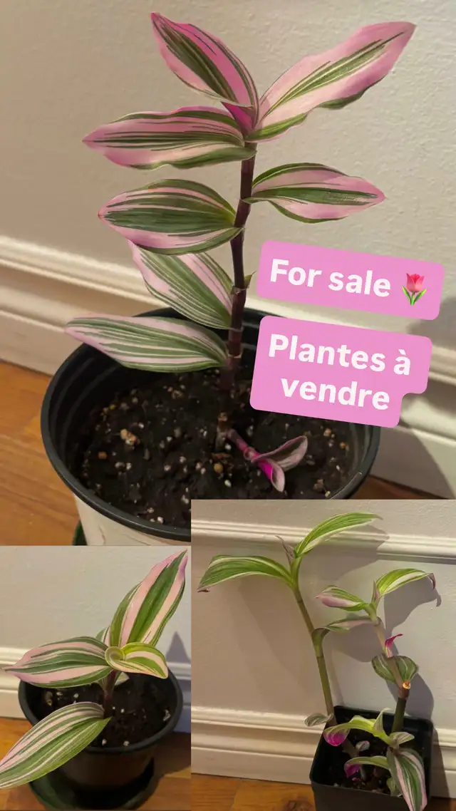 PLANTES NANOUK PLANTS in Other in Longueuil / South Shore - Image 2
