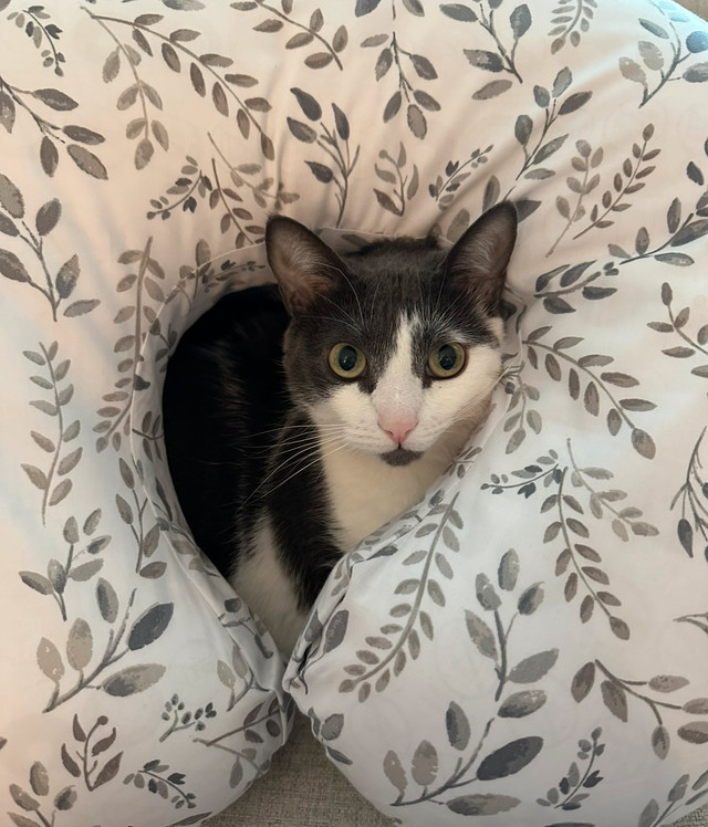 Rehoming Our Cat – Meet Millie  in Cats & Kittens for Rehoming in City of Toronto